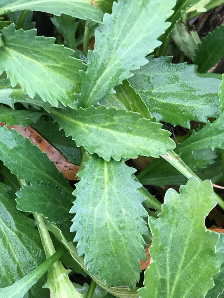Leaves