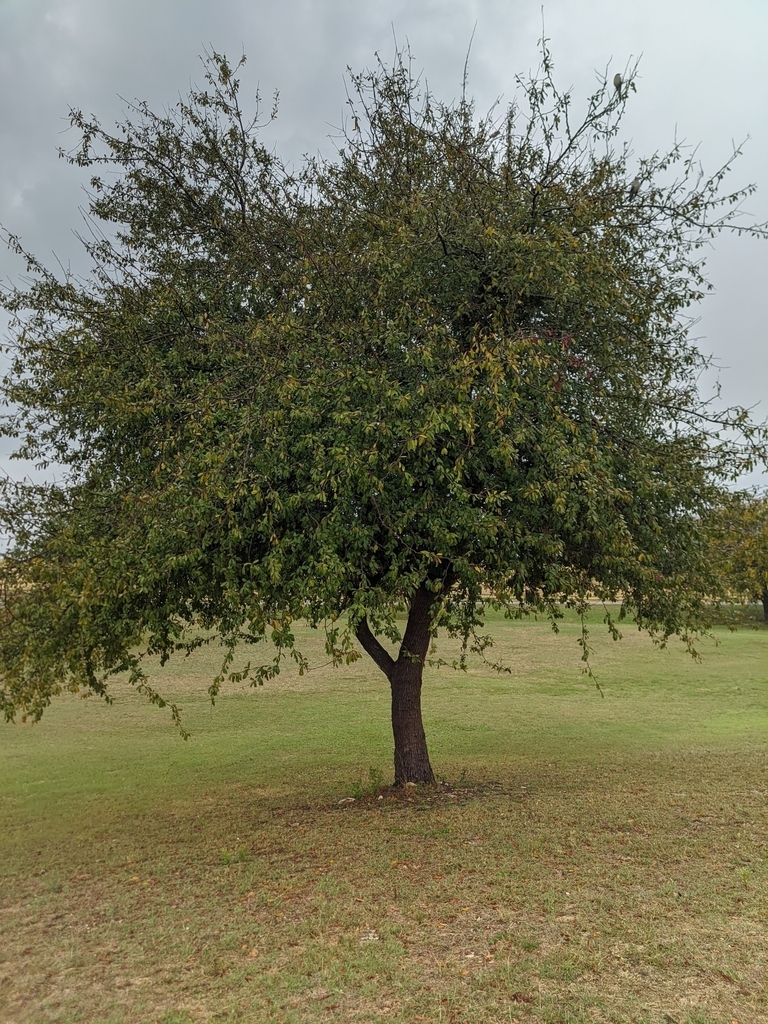 Form in Nov. in Texas