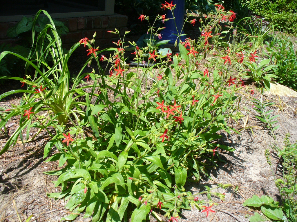 form of Silene virginica in the spring in Moore County