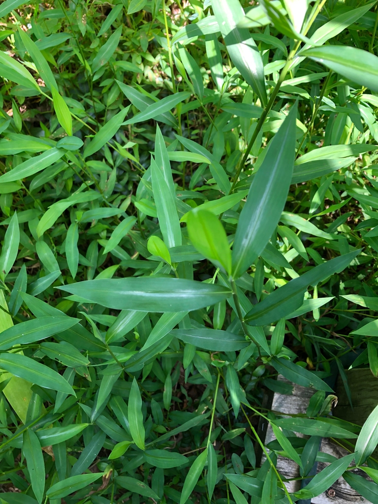 Note silvery midvein in the green leaves