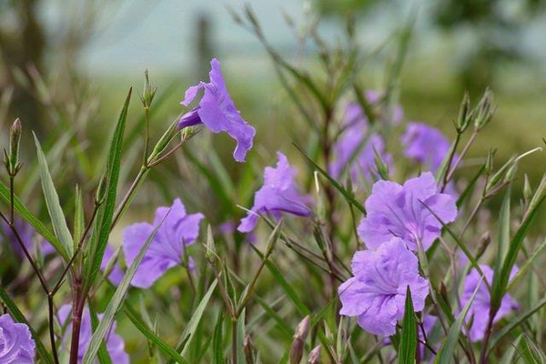 Ruellia simplex
