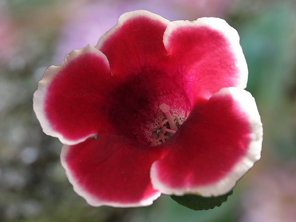  Sinningia speciosa