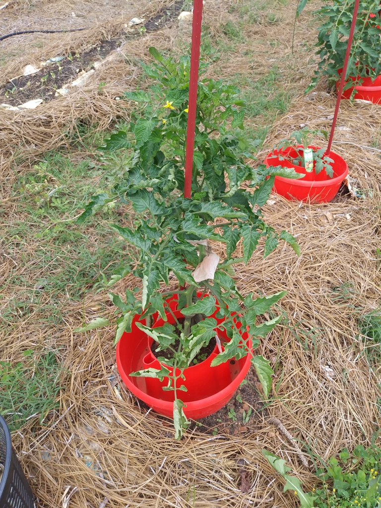 Tomato plants in the garden, mulched, with water reservoirs.