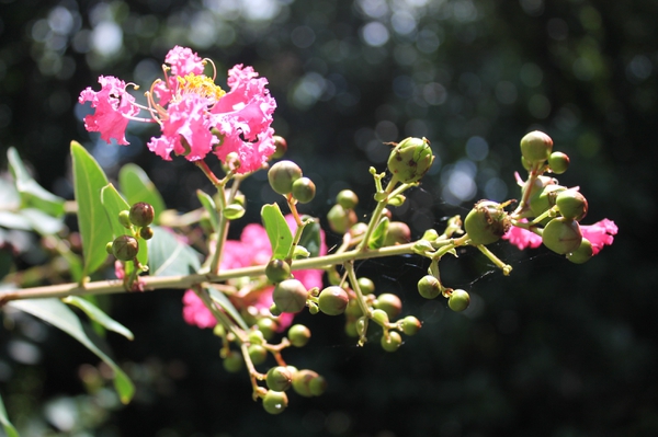 Lagerstroemia indica flowers