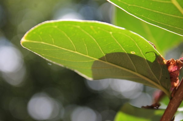 Lagerstroemia indica