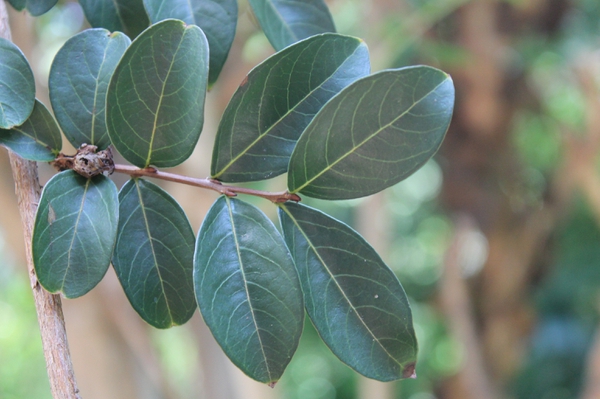 Lagerstroemia indica