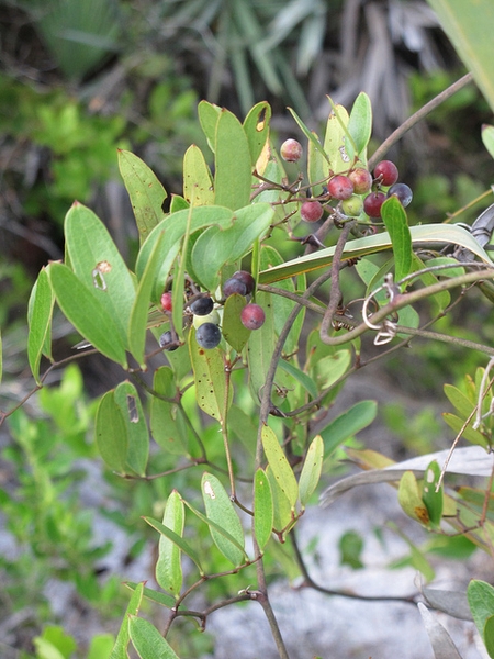 smilax laurifolia