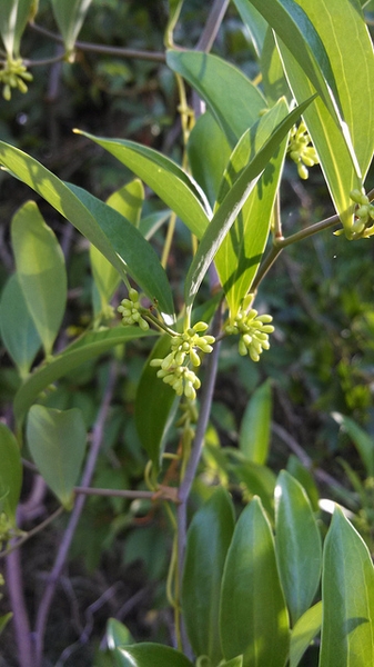 smilax laurifolia