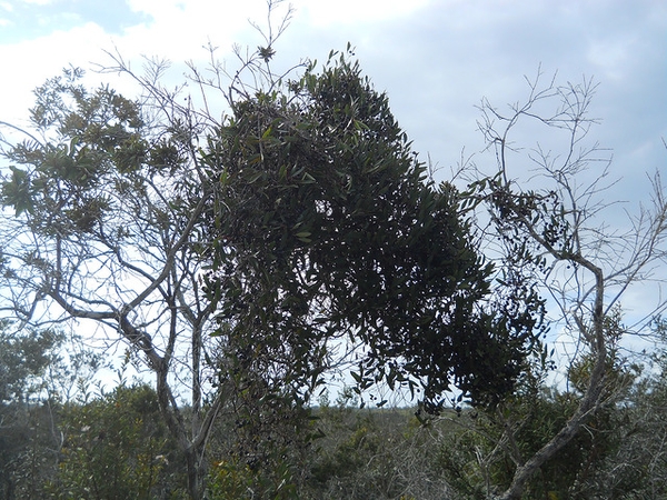smilax laurifolia