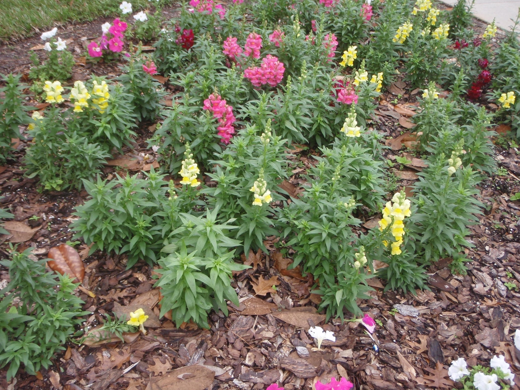 Flower Form