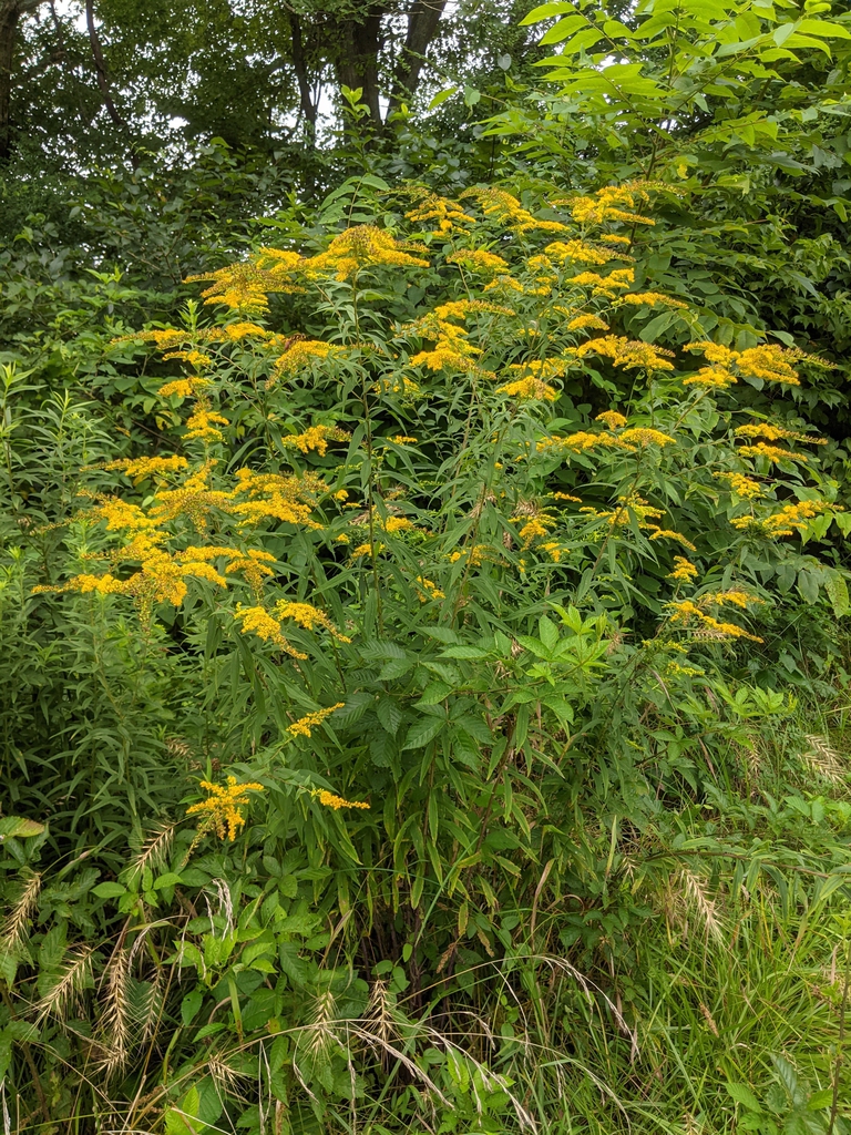 Cluster of small yellow flowers on spreading branches.