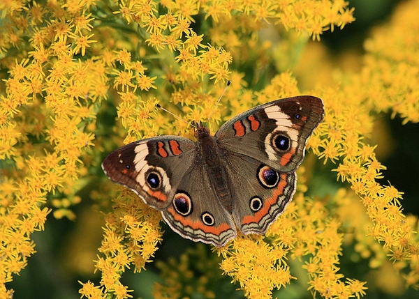 Solidago altissima