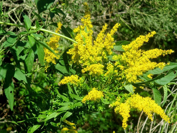 Solidago altissima