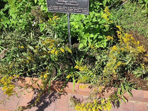 Solidago odora