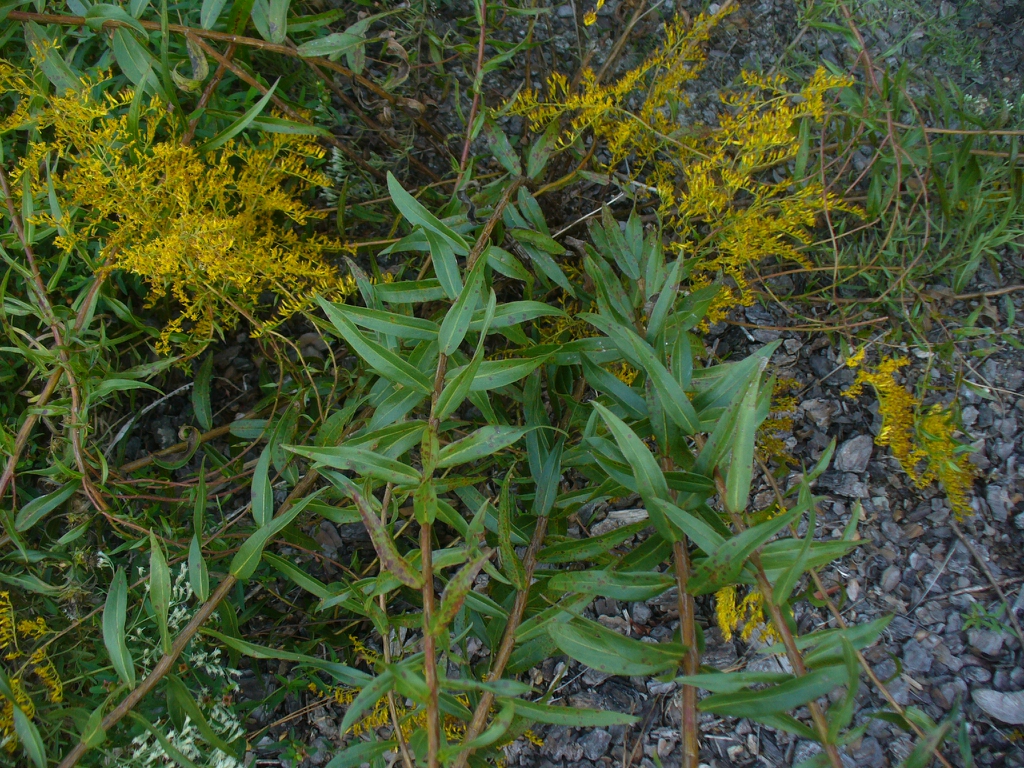 Solidago odora in the fall in Moore County