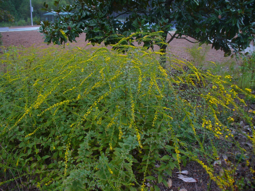 Solidago rugosa 'Fireworks' in the fall in Moore County