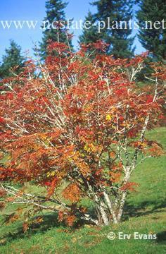 Sorbus commixta