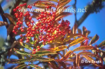 Sorbus commixta