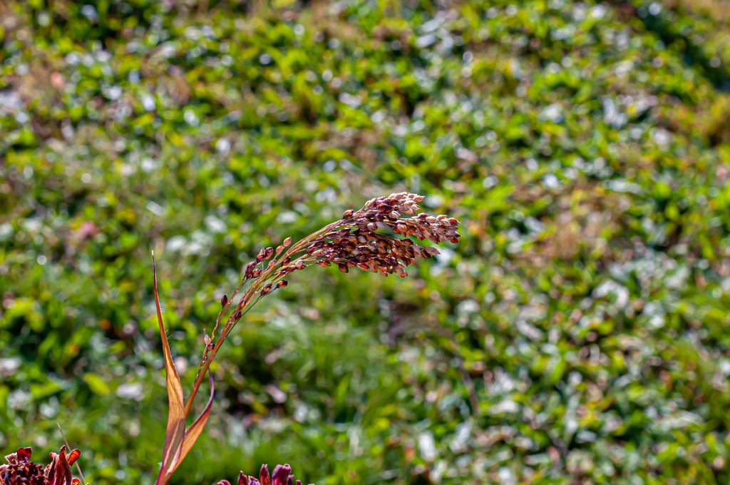 Grass with densely branched spikes of grain.
