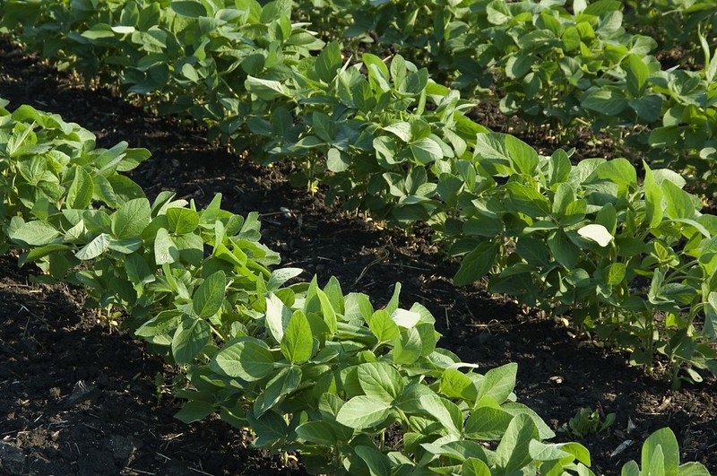 rows of soybean plants in a field.