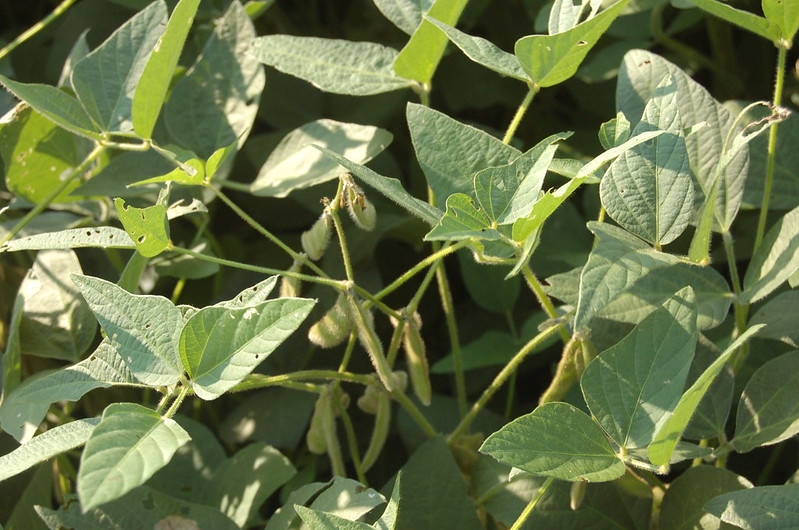 hairy pods hanging from plant with trifoliolate leaves