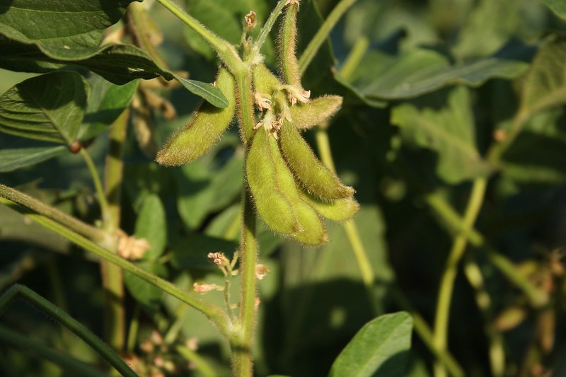 hairy pods hanging from plant with trifoliolate leaves