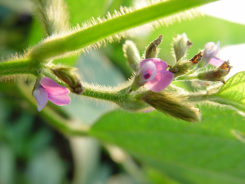 Pinkish pea-type flowers