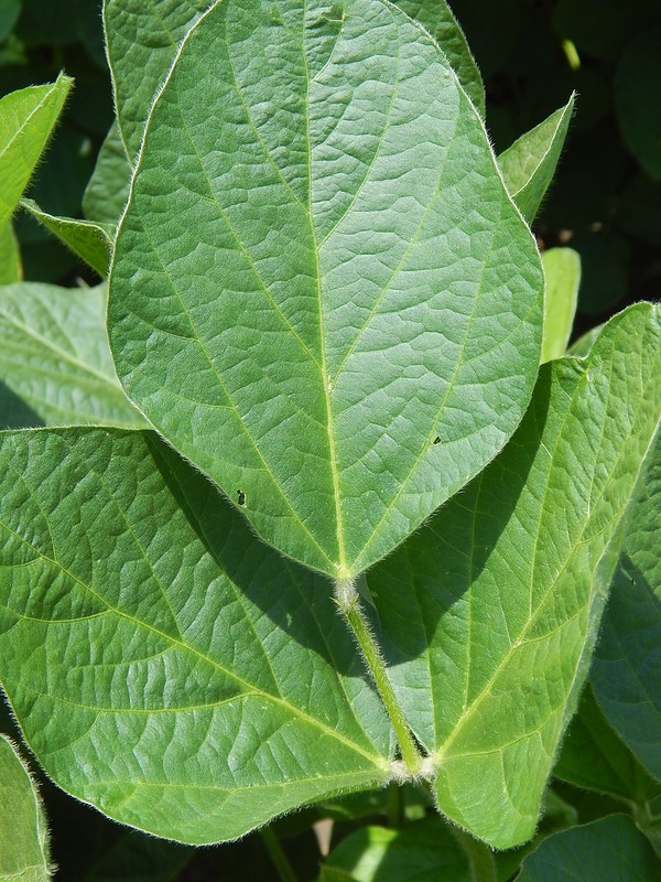 Single trifoliolate leaf
