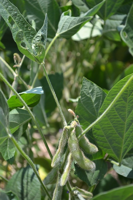 hairy pods hanging from plant with trifoliolate leaves