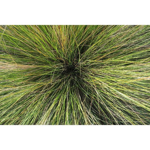 Spartina bakeri
