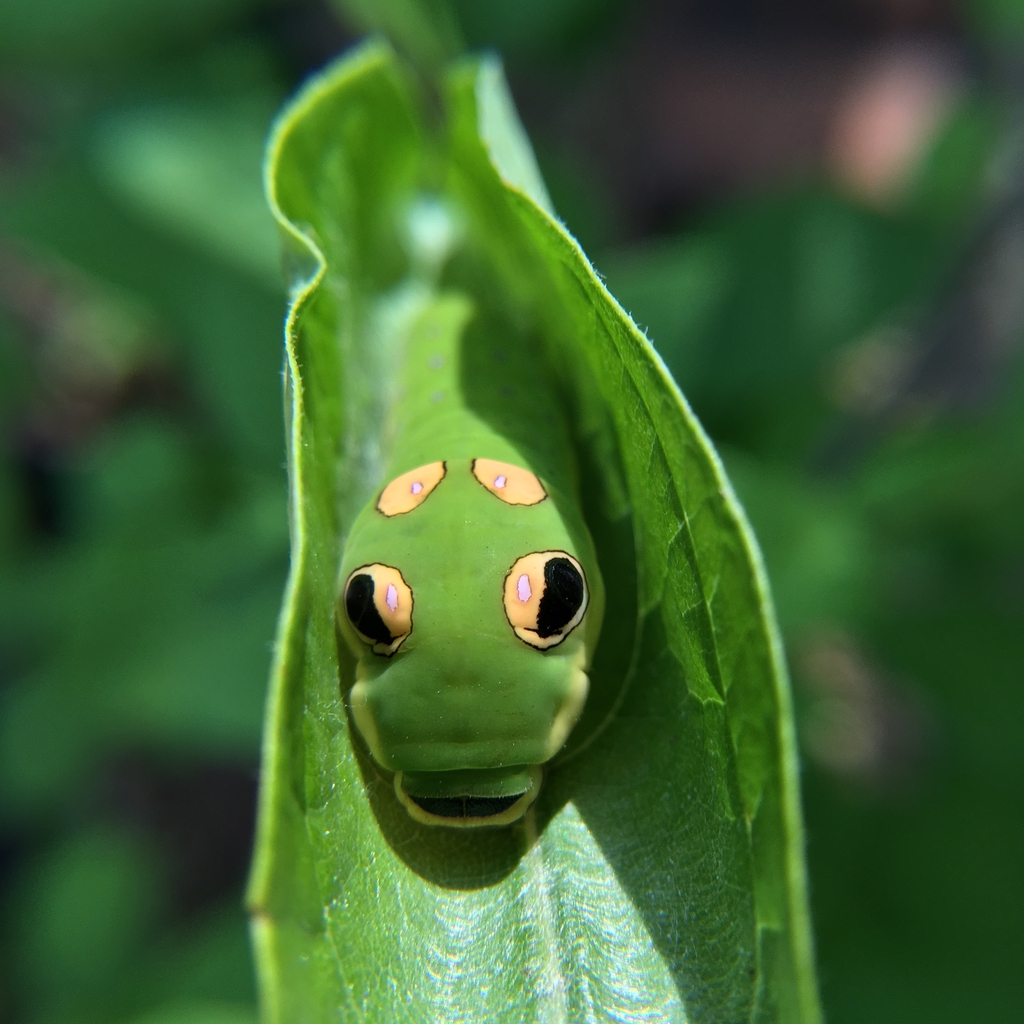 Spicebush swallowtail caterpillar 5th instar