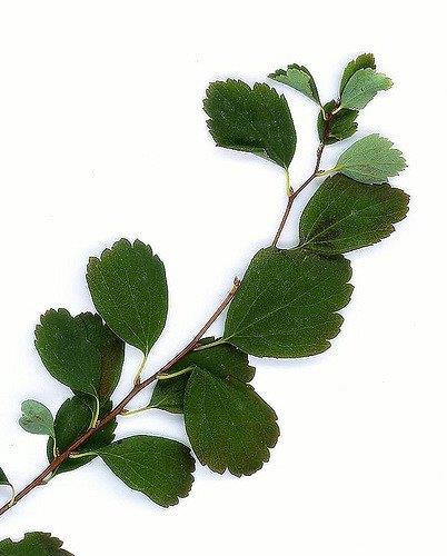 Spiraea x vanhouttei