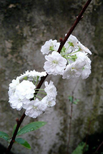 Spiraea x vanhouttei