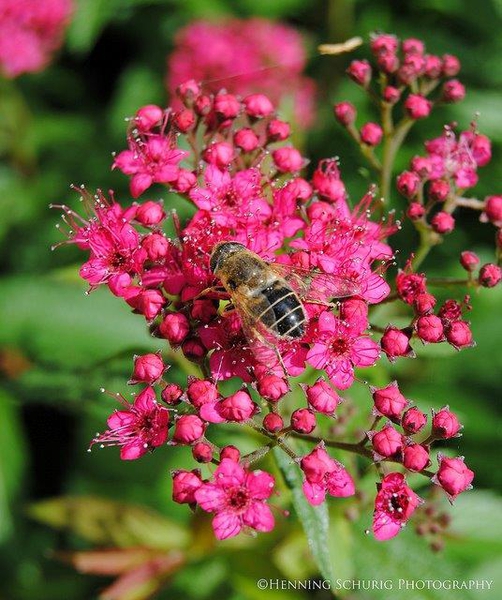 Spiraea x bumalda 'Anthony Waterer'