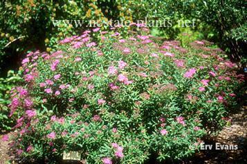 Spiraea x bumalda