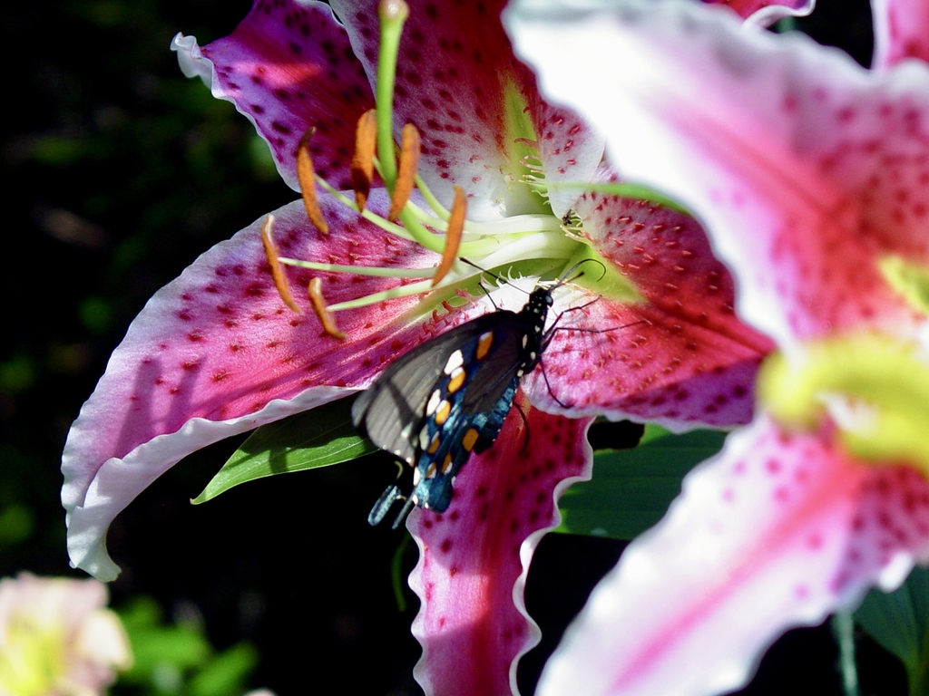L. 'Star Gazer'- pink and white flowe