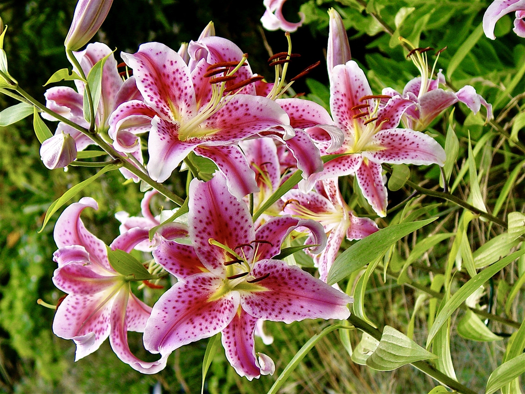 Lilium 'Star Gazer' flowers