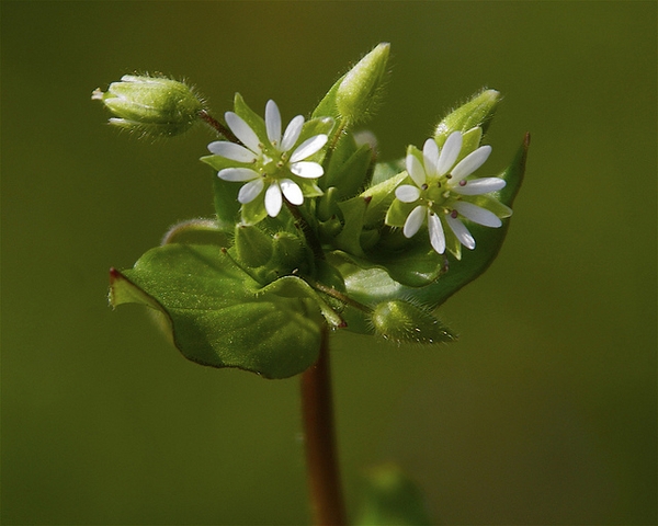 Stellaria media