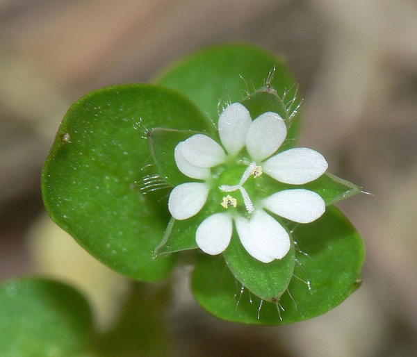 Stellaria media