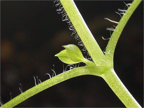 Stellaria media