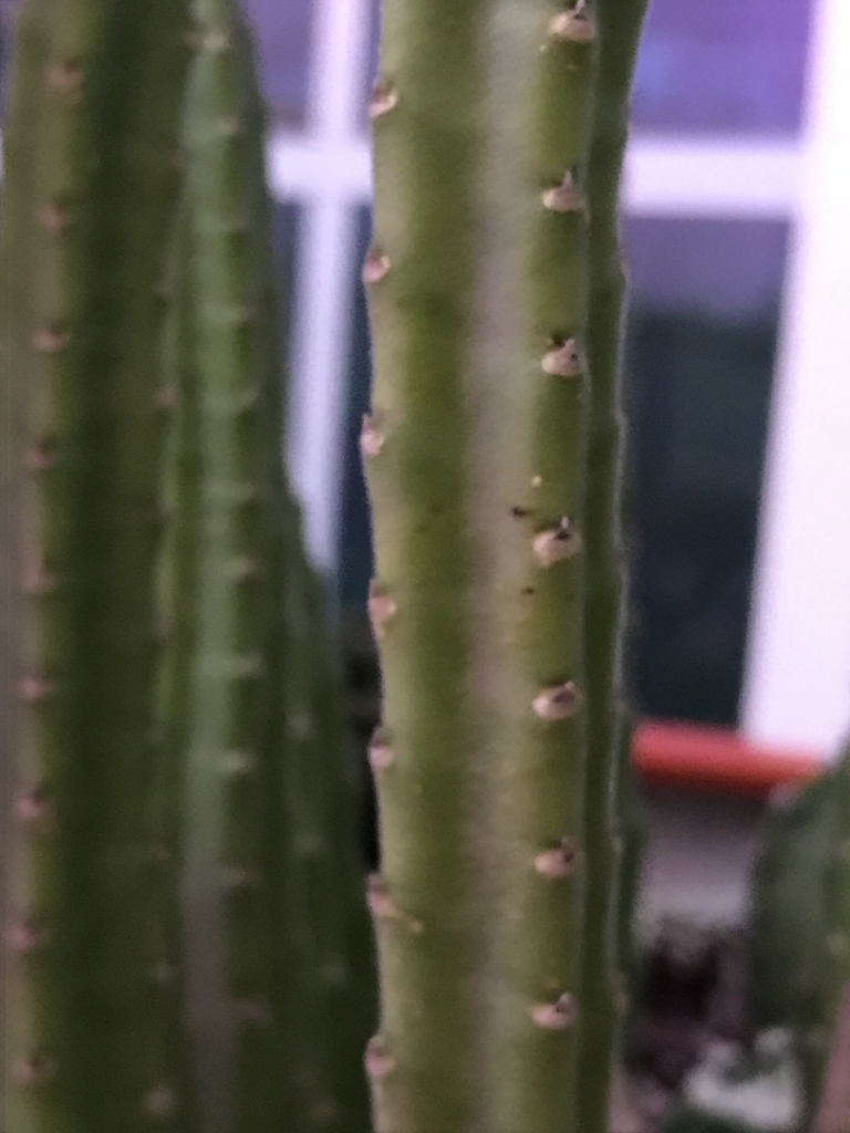 Stem