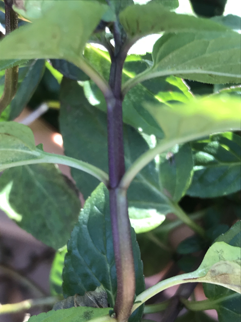 Stem