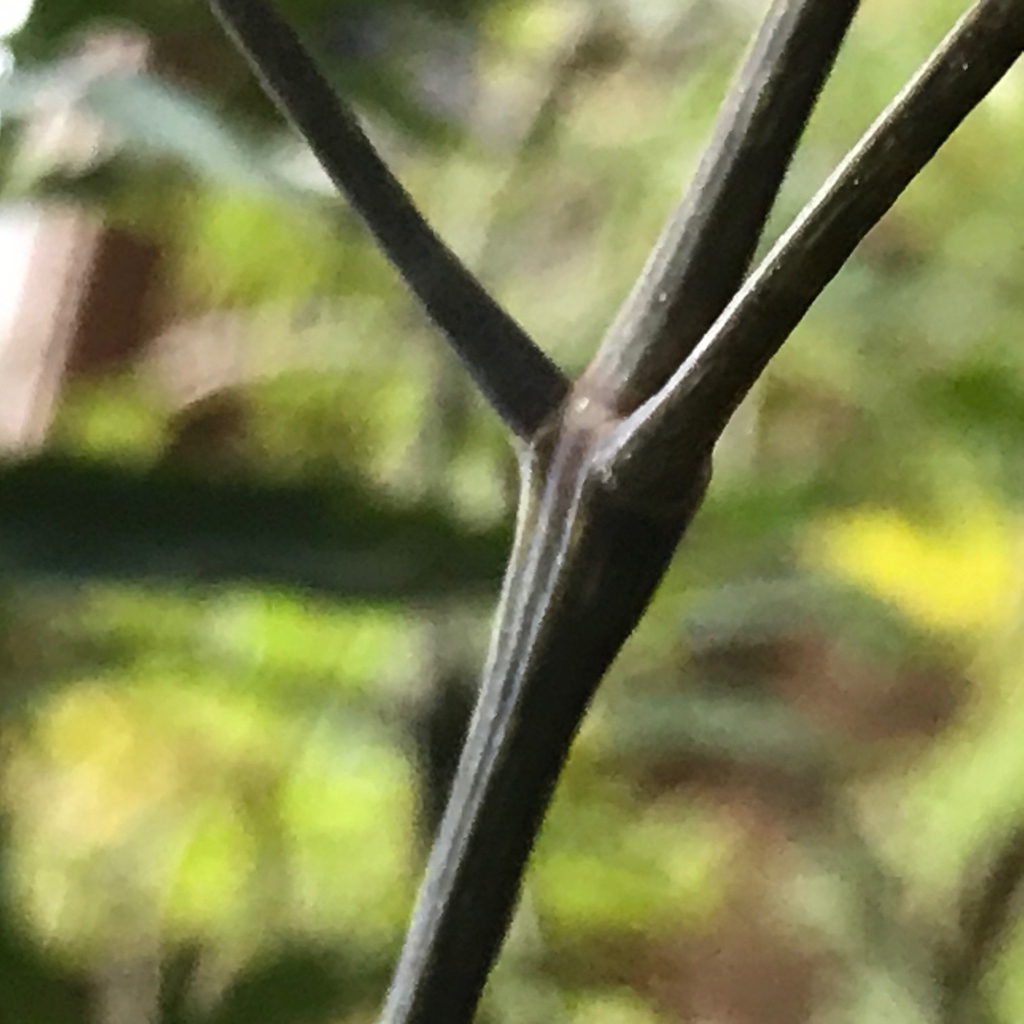 Stem and leaf attachment of a potted plant