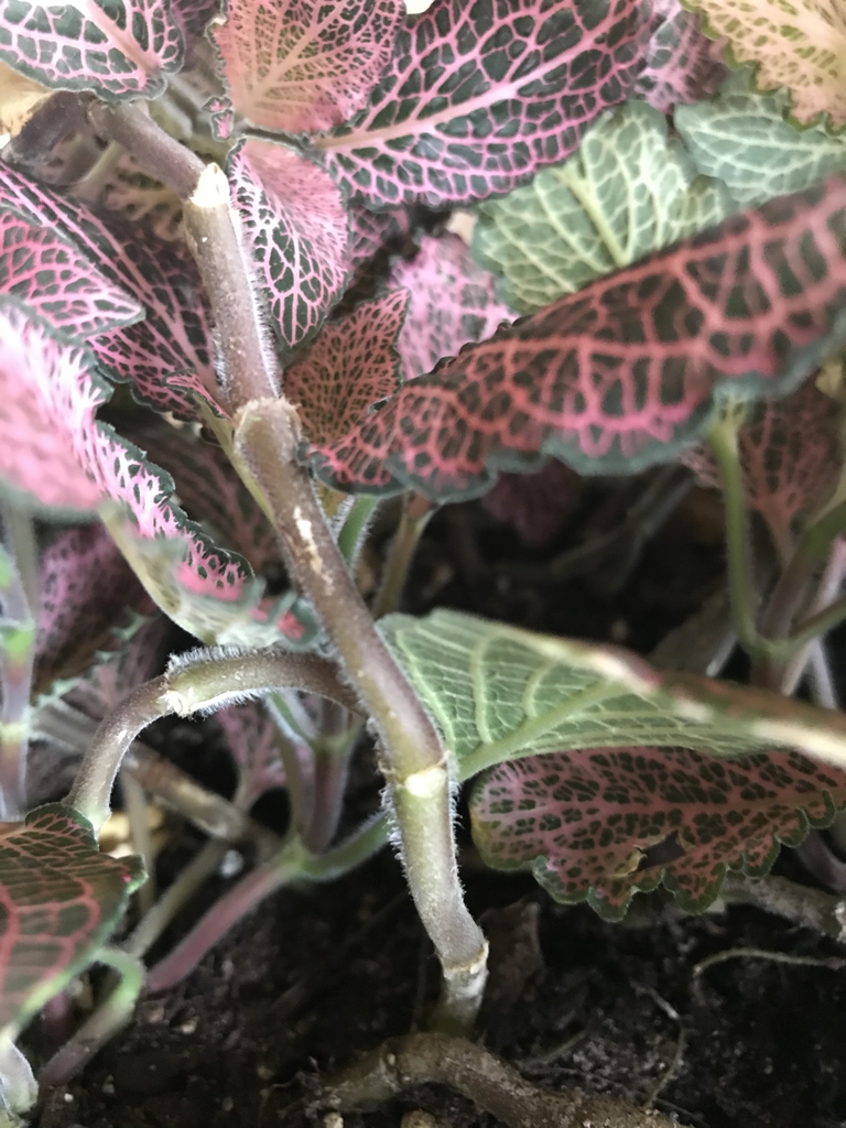 Stem