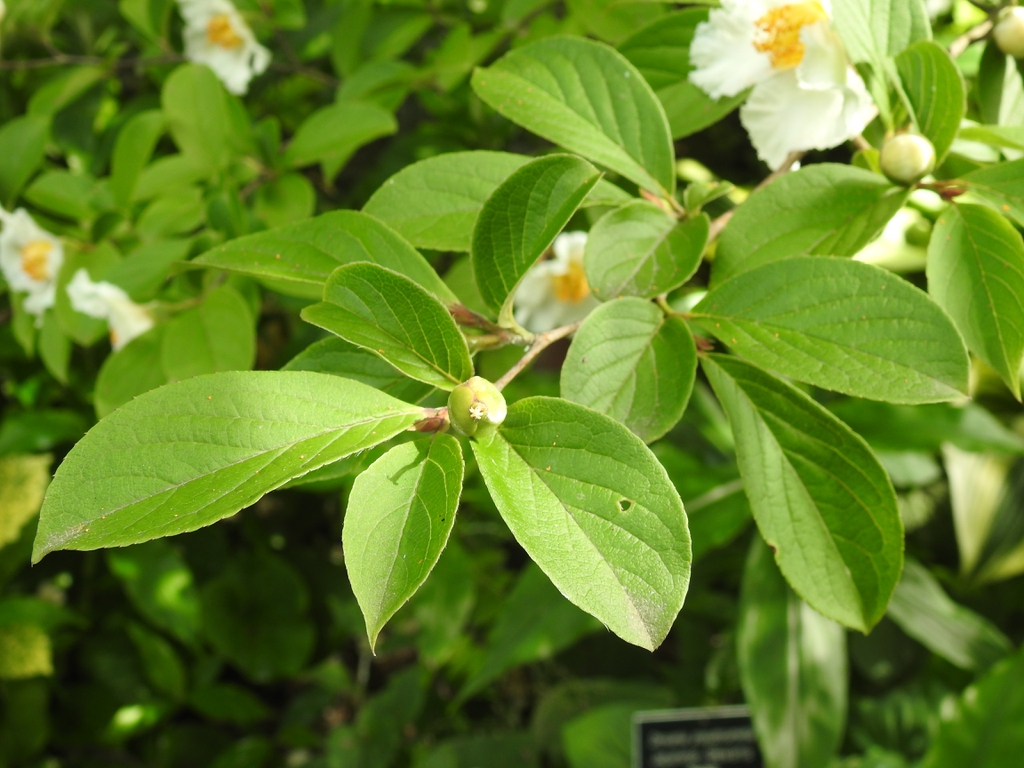 Leaves