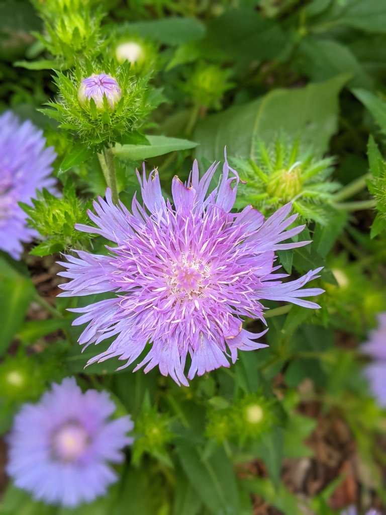 Flowers and buds June 2021 Cabarrus