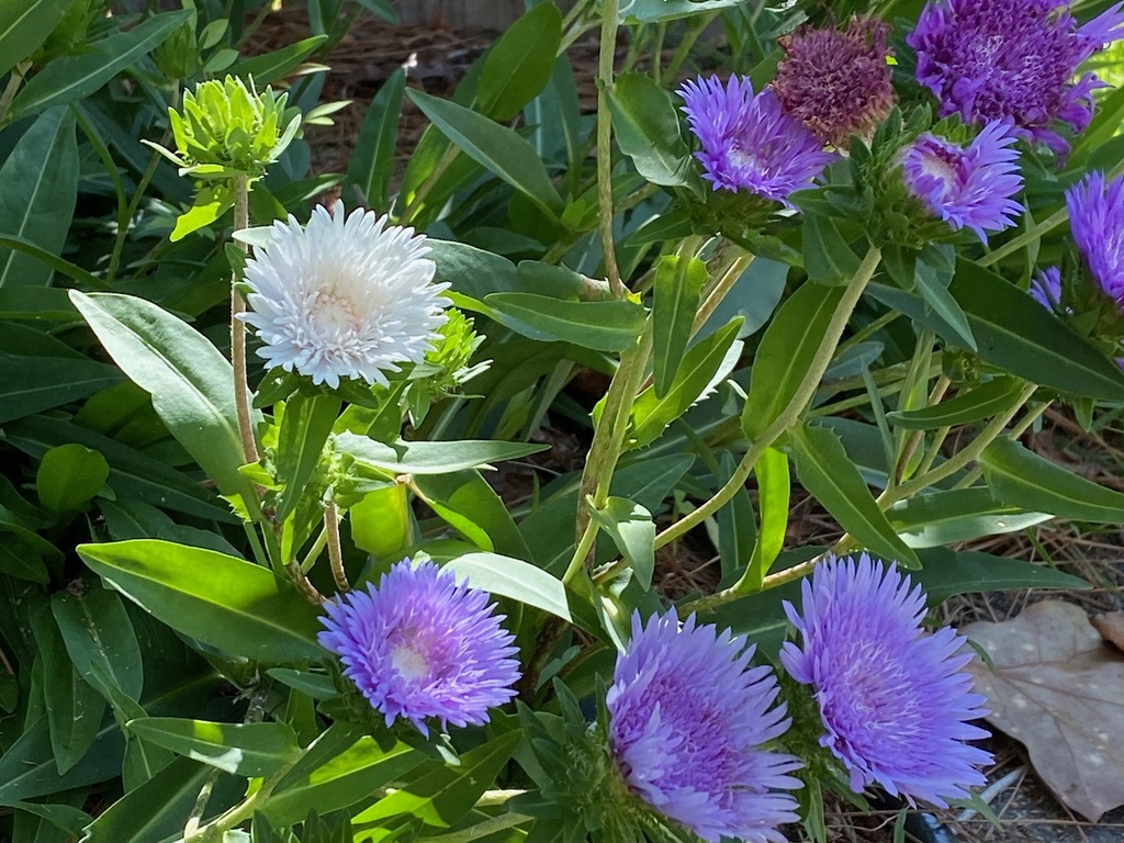 White Flower - Summer - Cumberland Co., NC