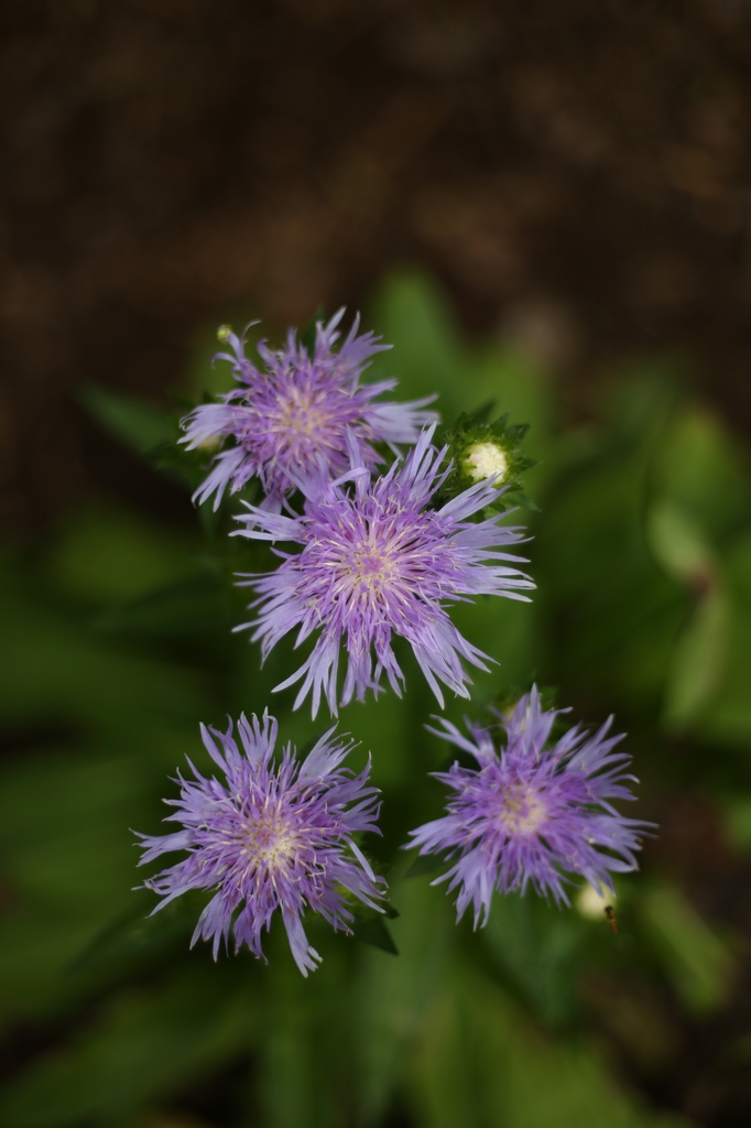 Stokesia laevis