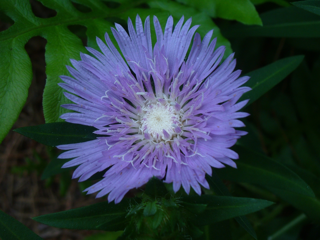 Stokesia laevis 'Stokesia Bluestone' in summer in Moore Co., NC