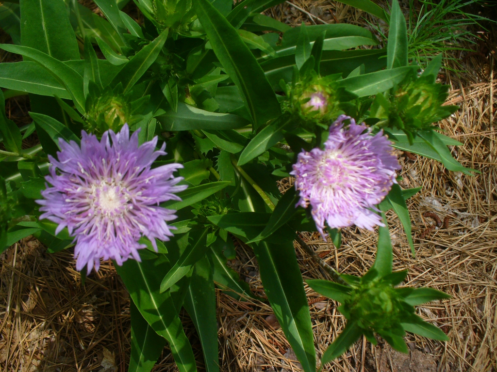 Stokesia laevis 'Stokesia Bluestone' in summer in Moore County